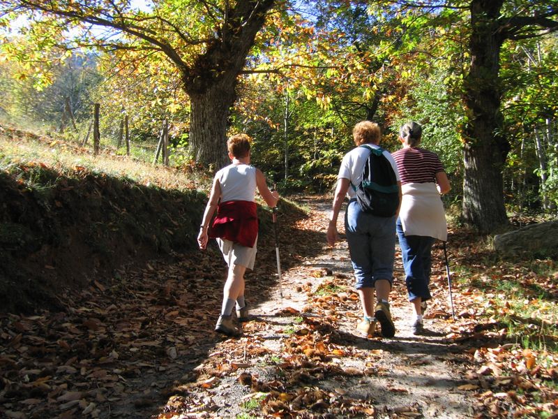 Chemins de randonnées en forêt de châtaigniers à l'automne