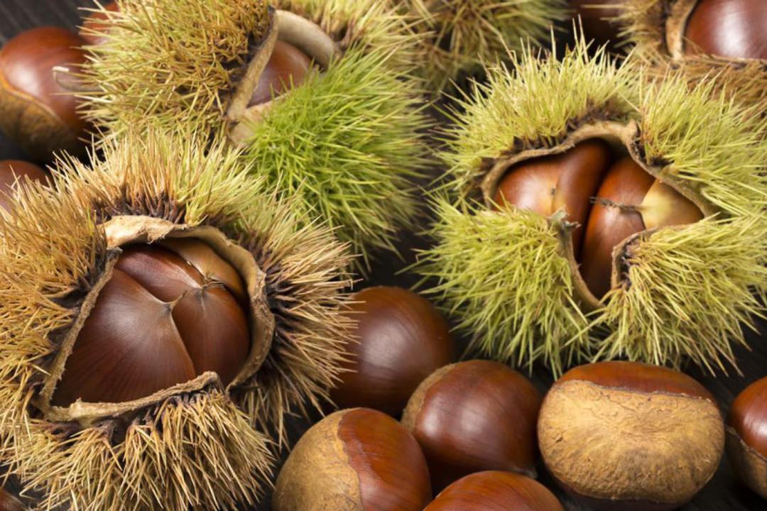 The chestnut is the emblematic fruit of Ardèche